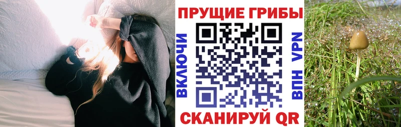 Купить  Сертолово  Псилоцибиновые грибы ЛСД 
